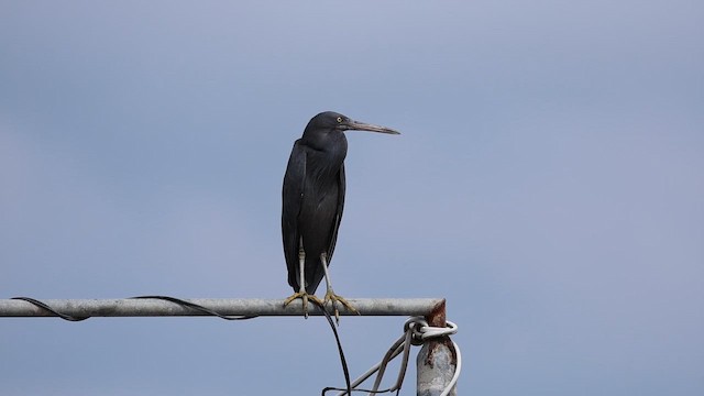 Pacific Reef-Heron - ML647007917