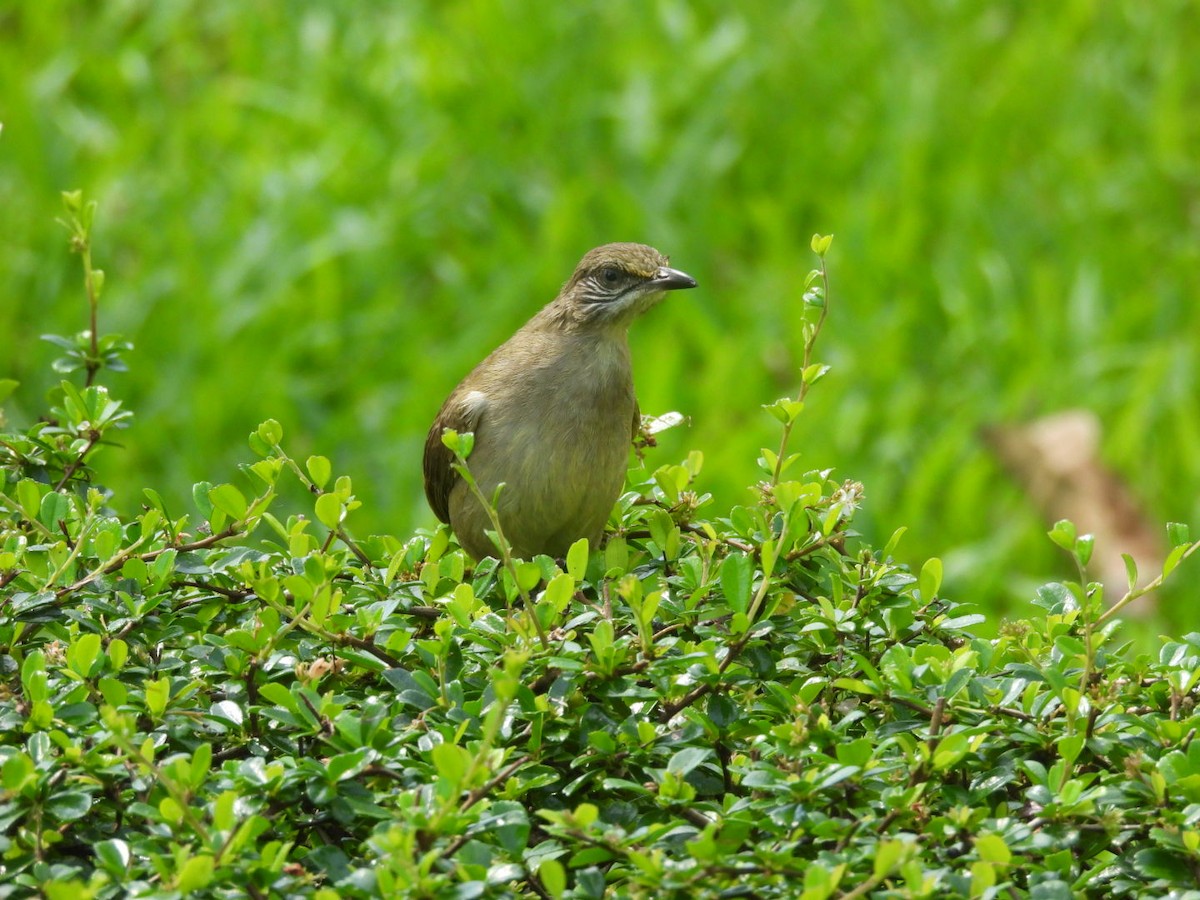 Бюльбюль таїландський - ML647007918