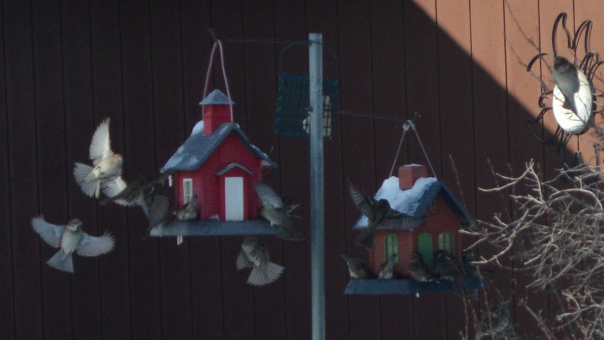 Горобець хатній - ML647007920