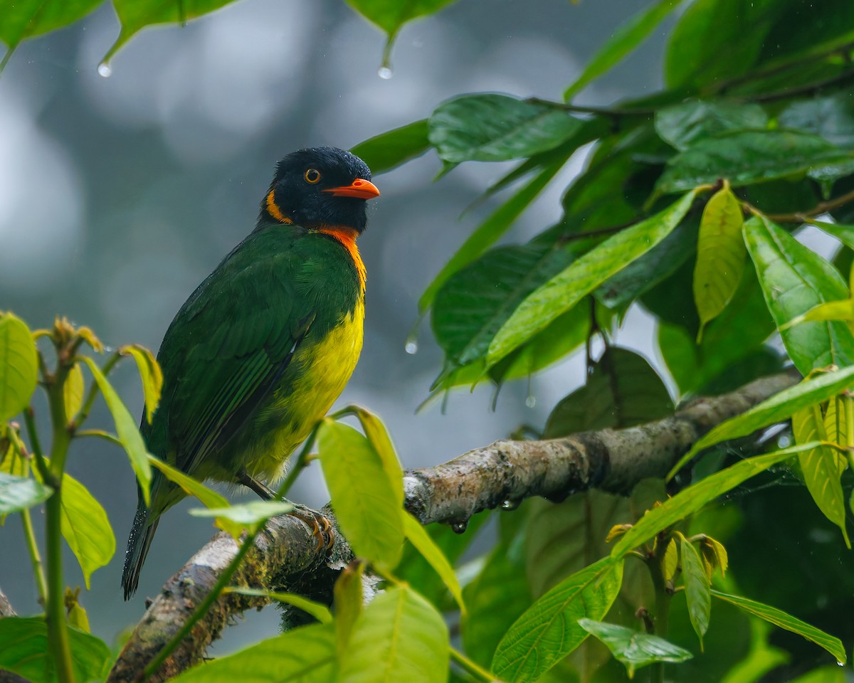 Плодоїд вогнистоволий - ML647007921