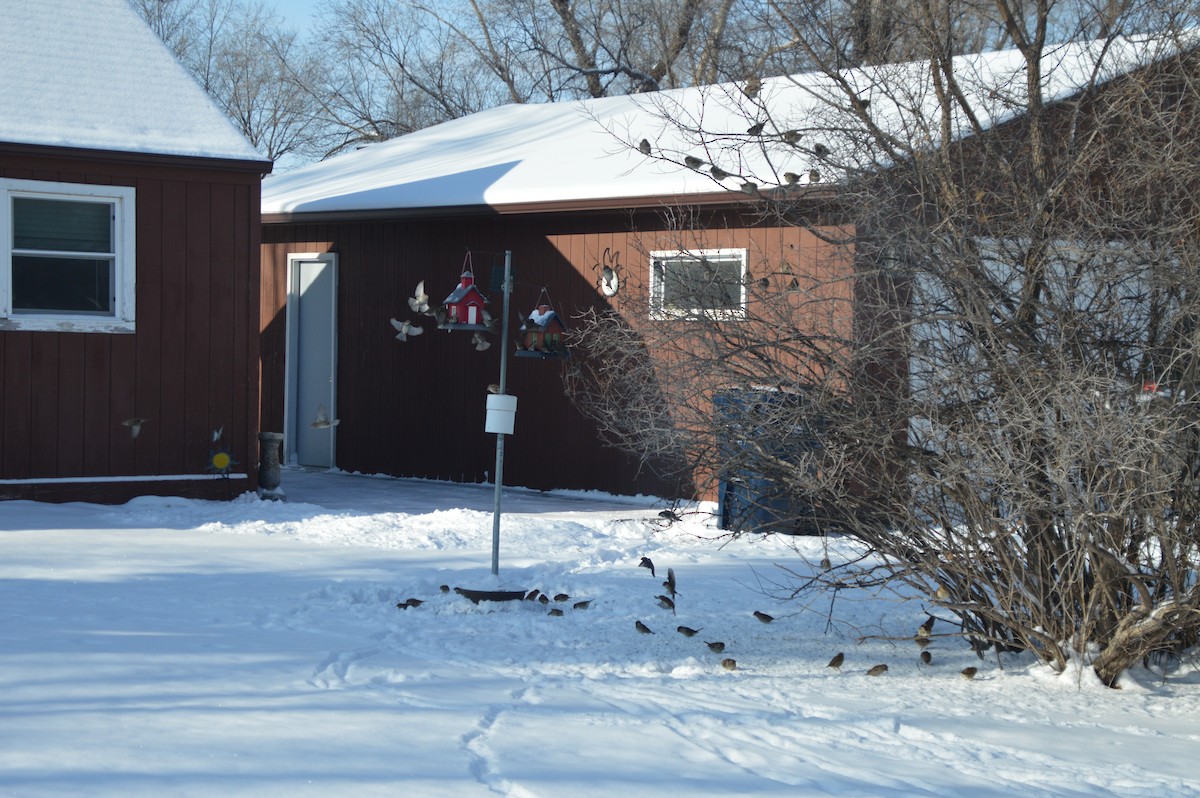 Горобець хатній - ML647007924