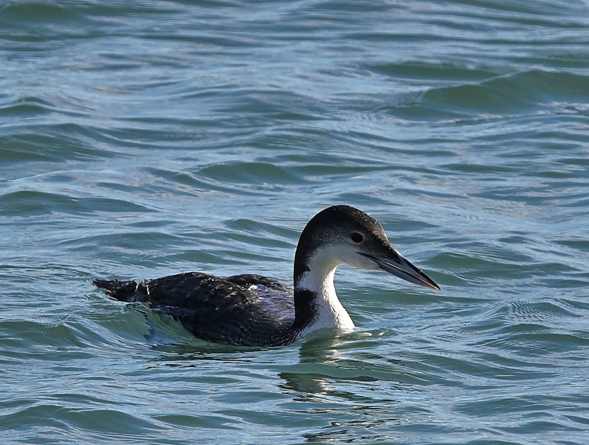 Гагара полярна - ML647007925