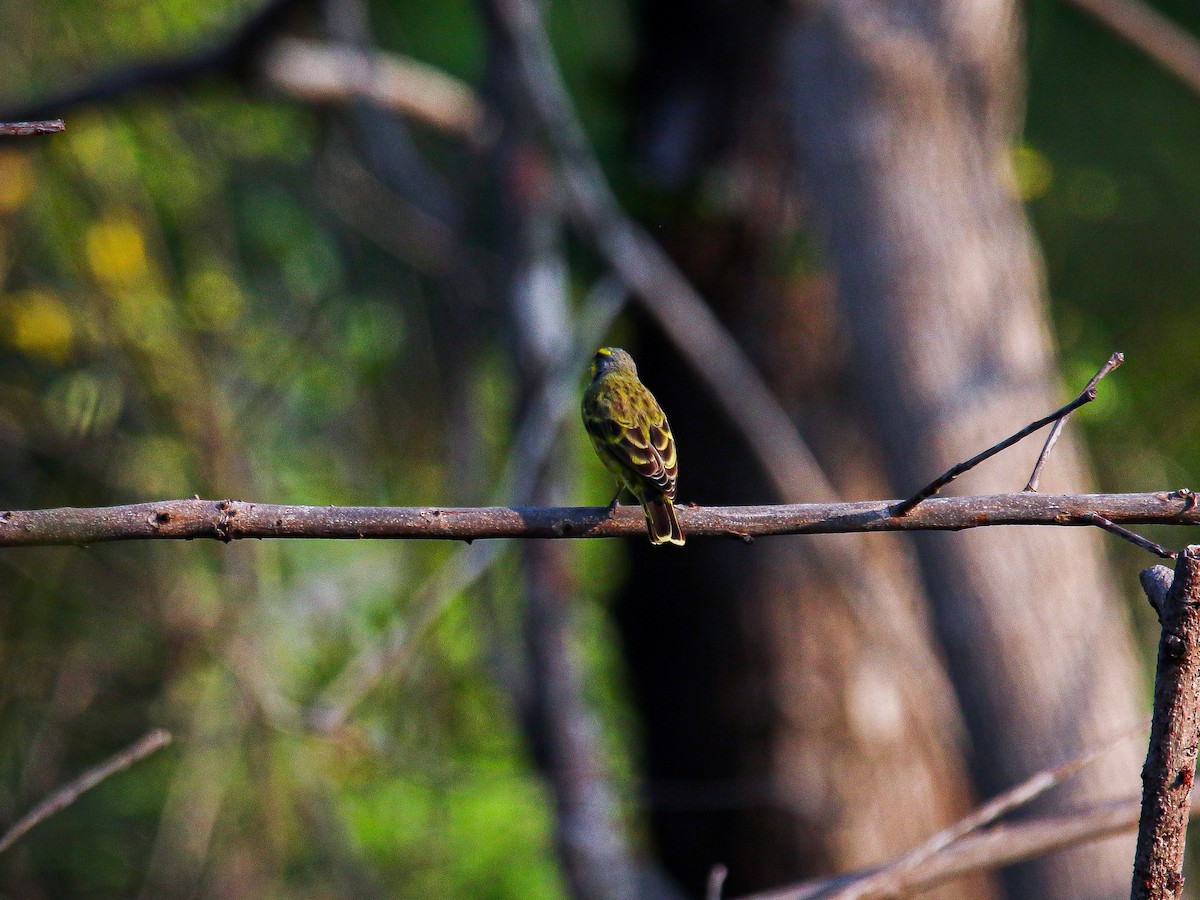 Щедрик жовтолобий - ML647007926
