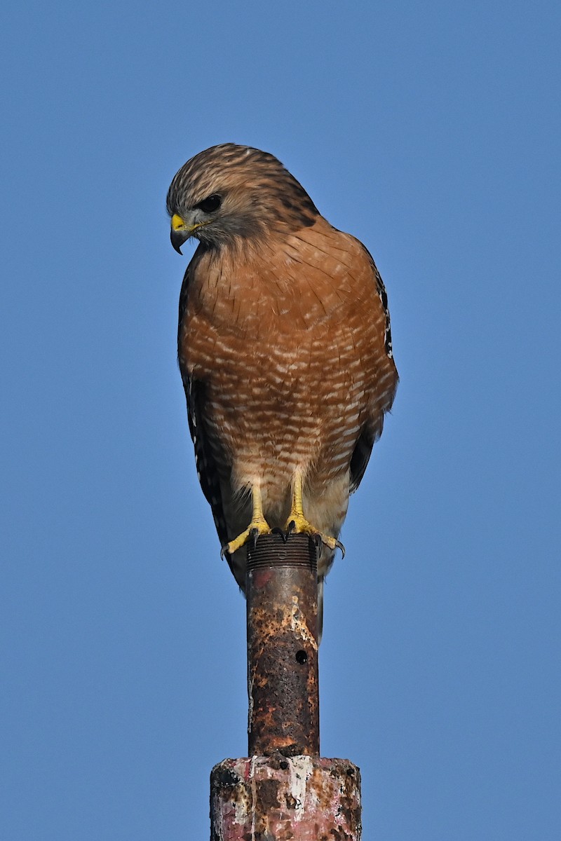 Канюк рудоплечий - ML647007931