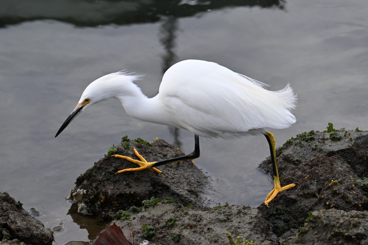 Snowy Egret - ML647007932