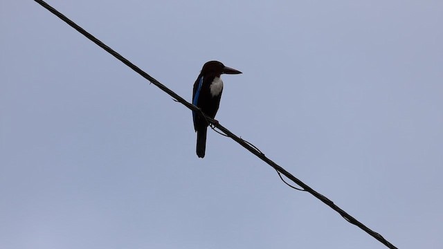 White-throated Kingfisher - ML647007951