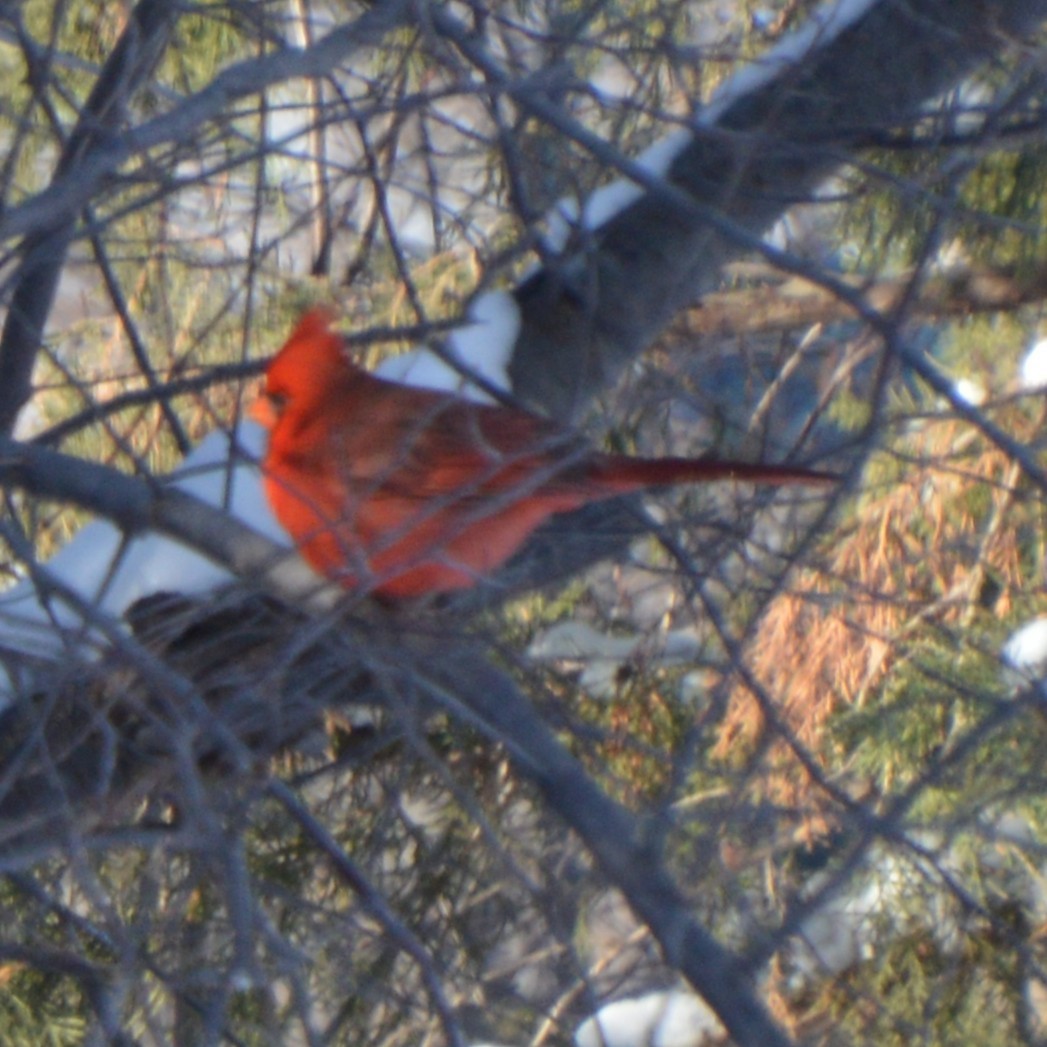 Cardinal rouge - ML647007955
