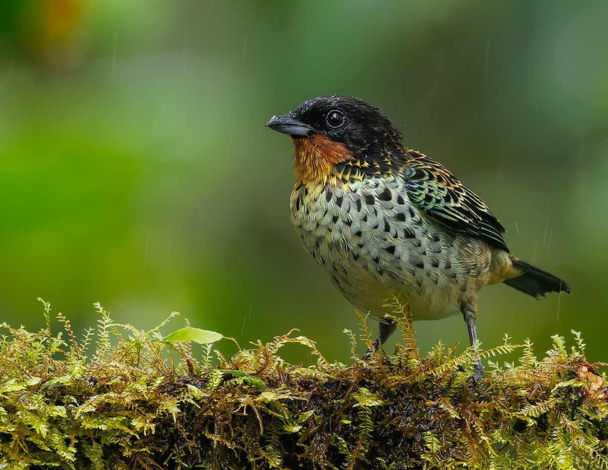Rufous-throated Tanager - ML647007962