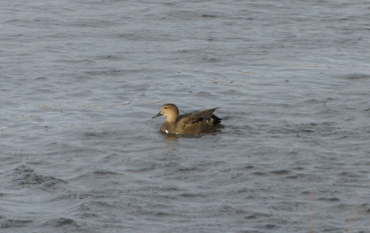 オカヨシガモ - ML647007964