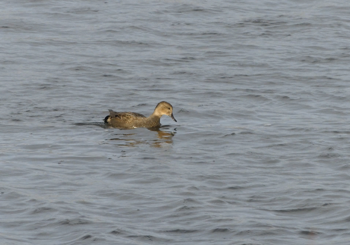 オカヨシガモ - ML647007965