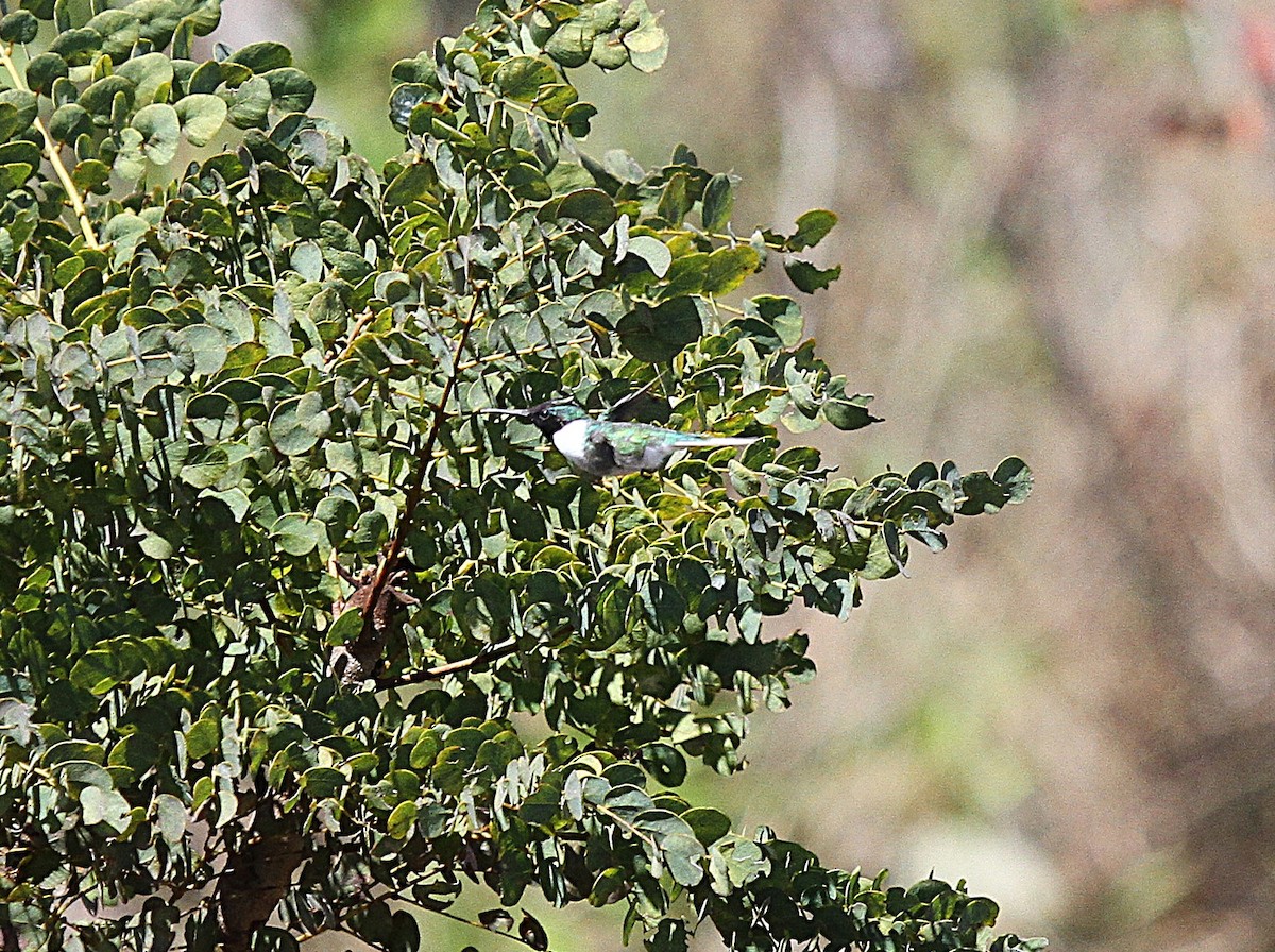 Horned Sungem - ML647007966