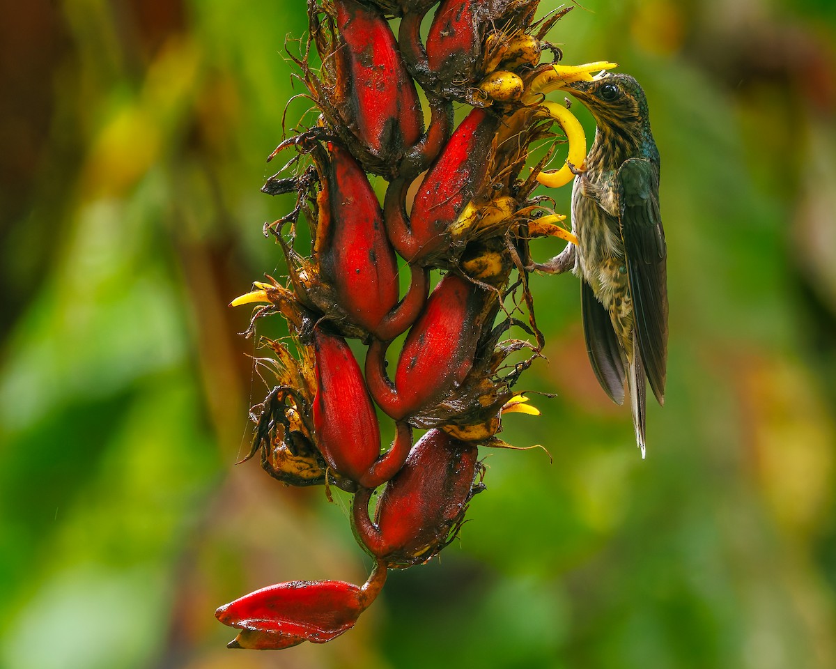 kolibřík orlozobec - ML647007972