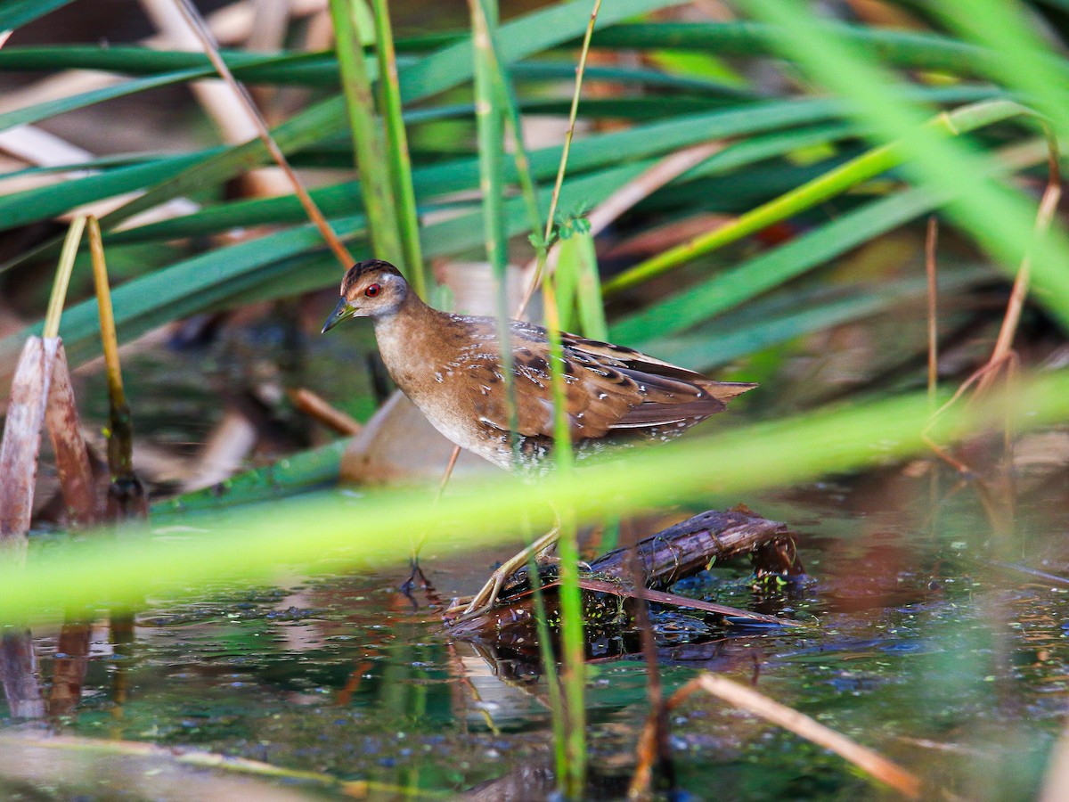 chřástal nejmenší - ML647007974