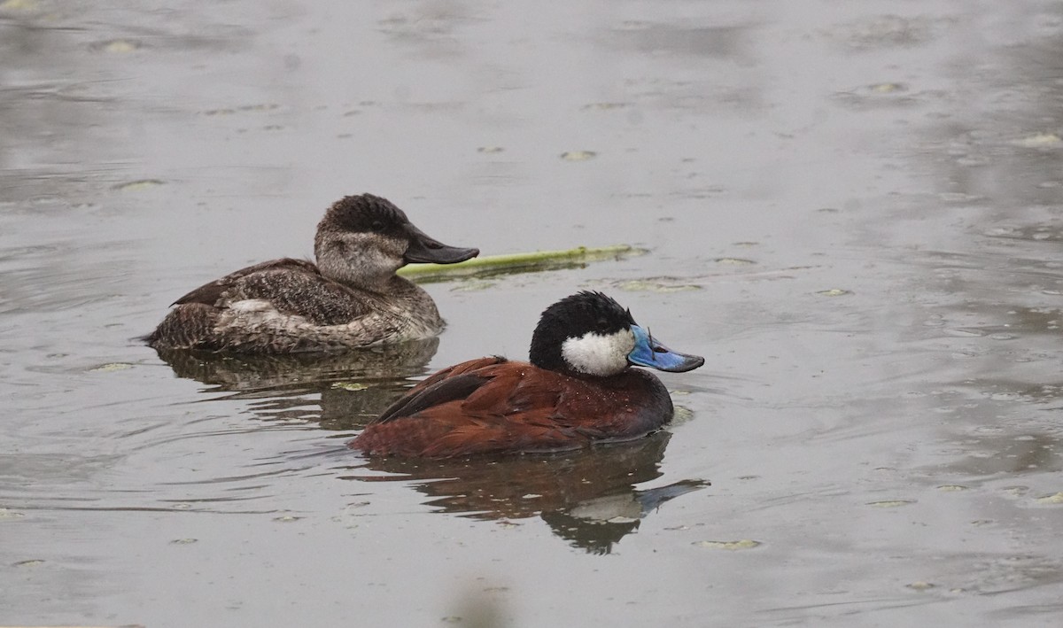 kachnice kaštanová - ML647007975