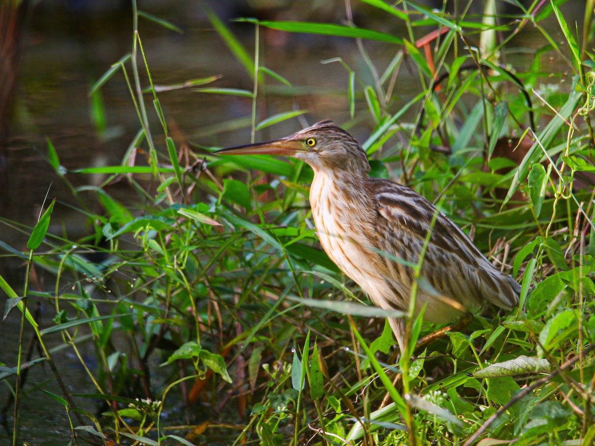 bukáček žlutonohý - ML647007978