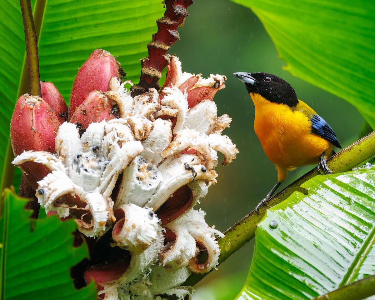 Black-chinned Mountain Tanager - ML647007979