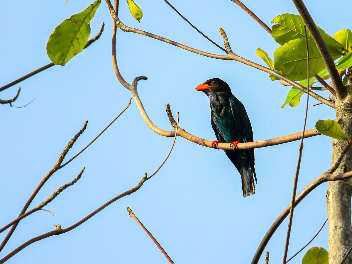 šírozobec východní - ML647007980