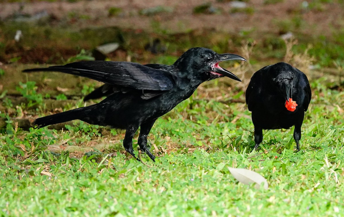 vrána tlustozobá (ssp. culminatus) - ML647007981