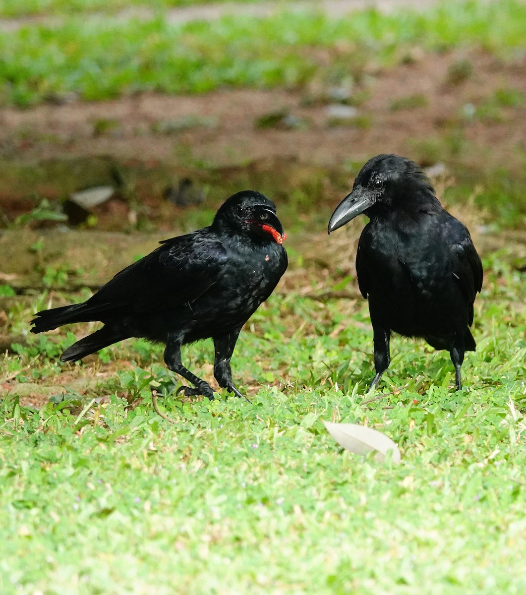 vrána tlustozobá (ssp. culminatus) - ML647007982