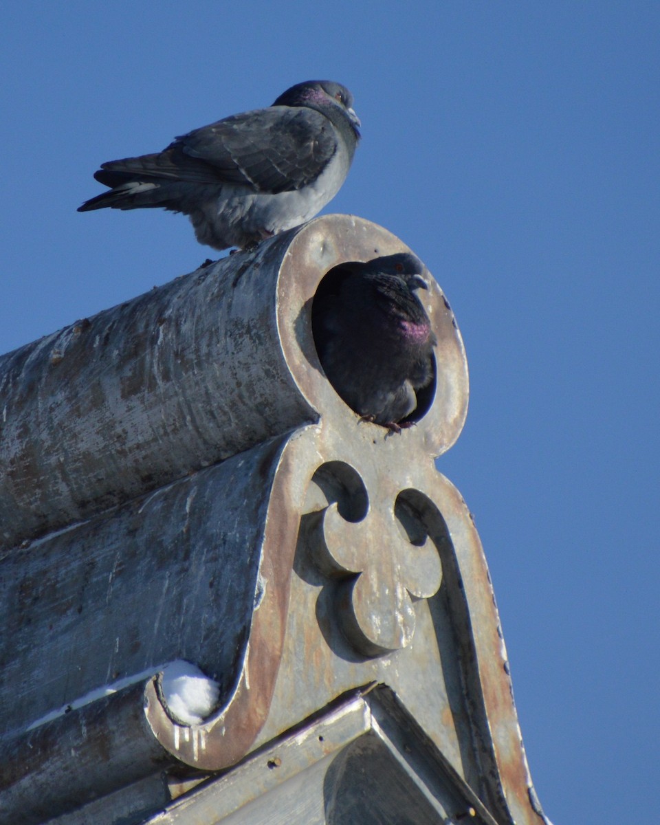 holub skalní (domácí) - ML647007983