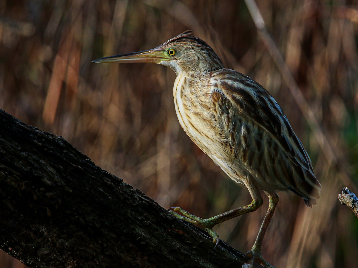 bukáček žlutonohý - ML647007984