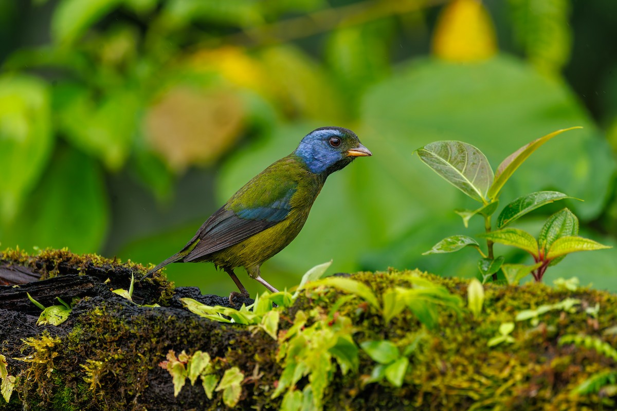 Moss-backed Tanager - ML647007985