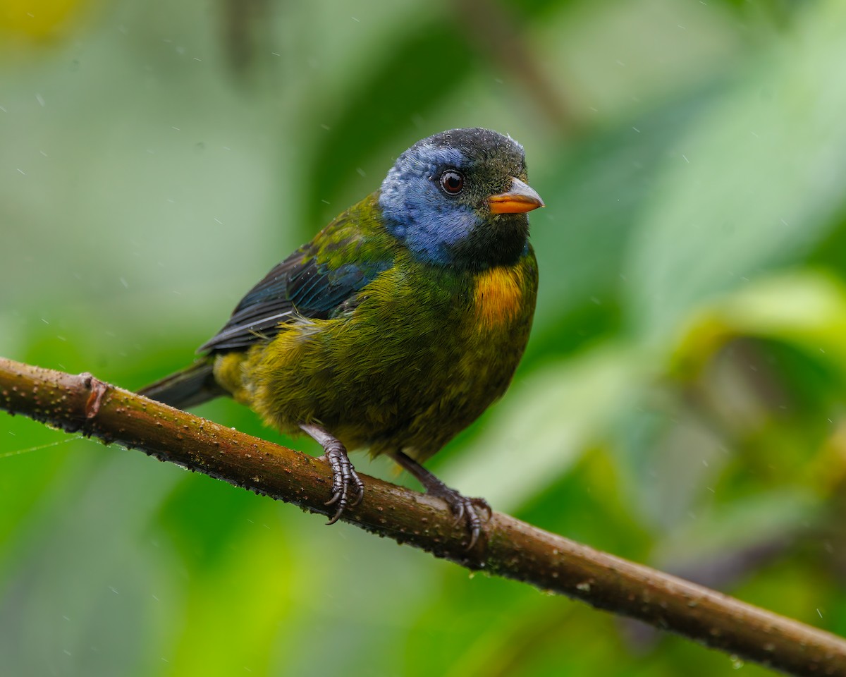 Moss-backed Tanager - ML647007986