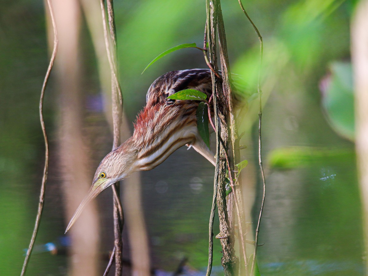 bukáček žlutonohý - ML647007987