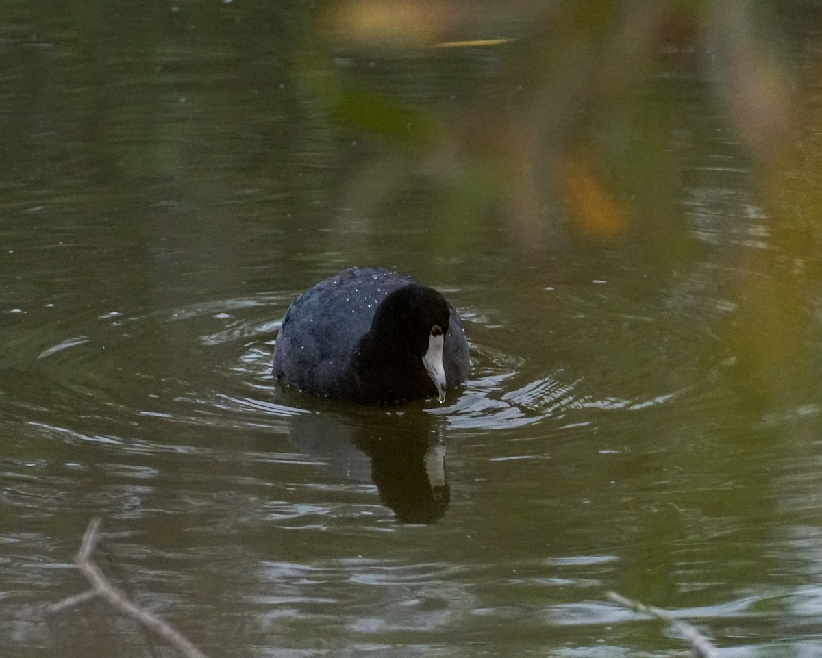 American Coot - ML647007988