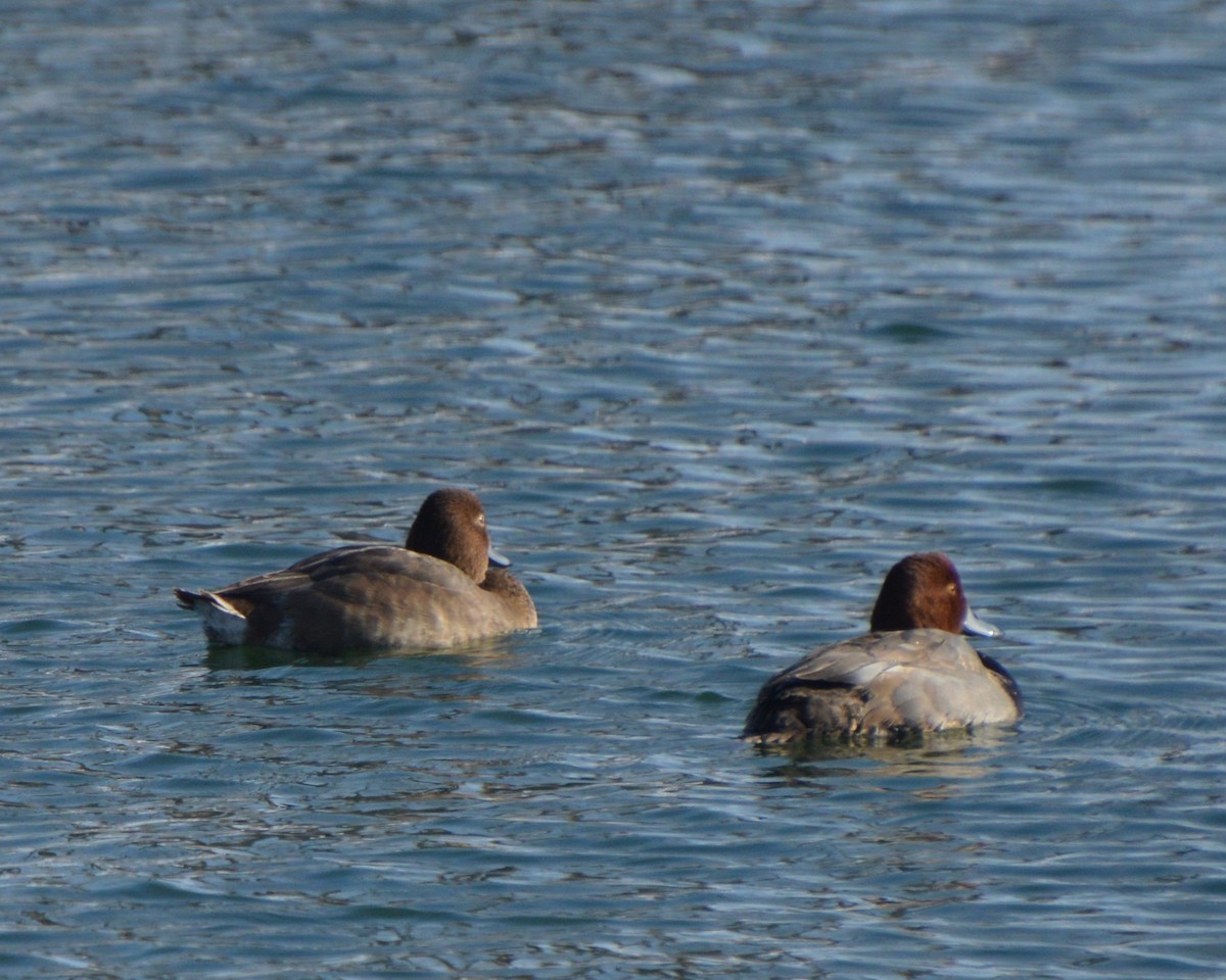 Redhead - ML647007989