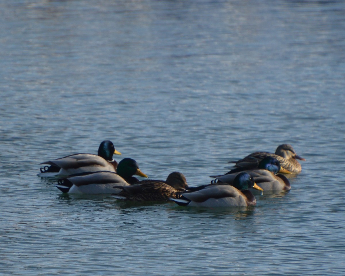 kachna divoká - ML647007990