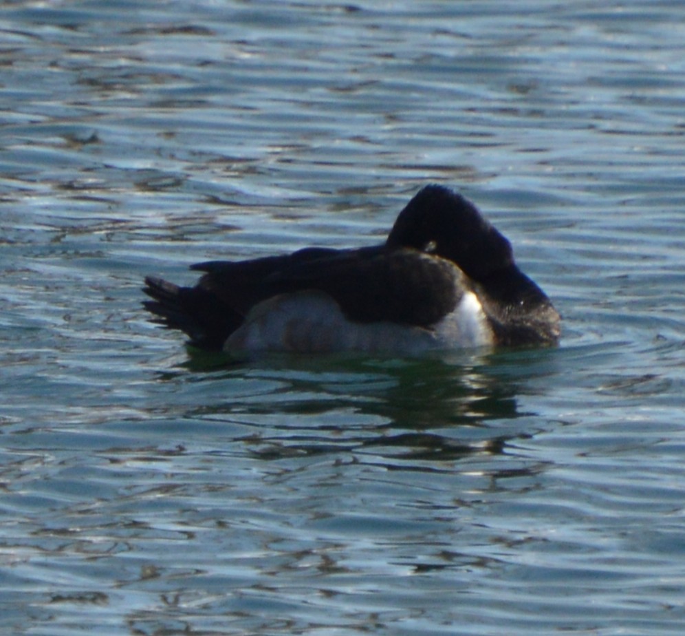 polák proužkozobý - ML647007991