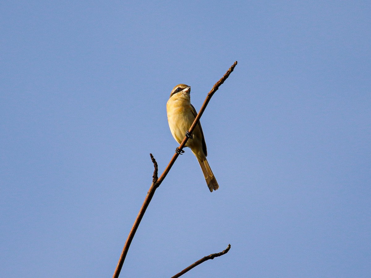 ťuhýk hnědý - ML647007992