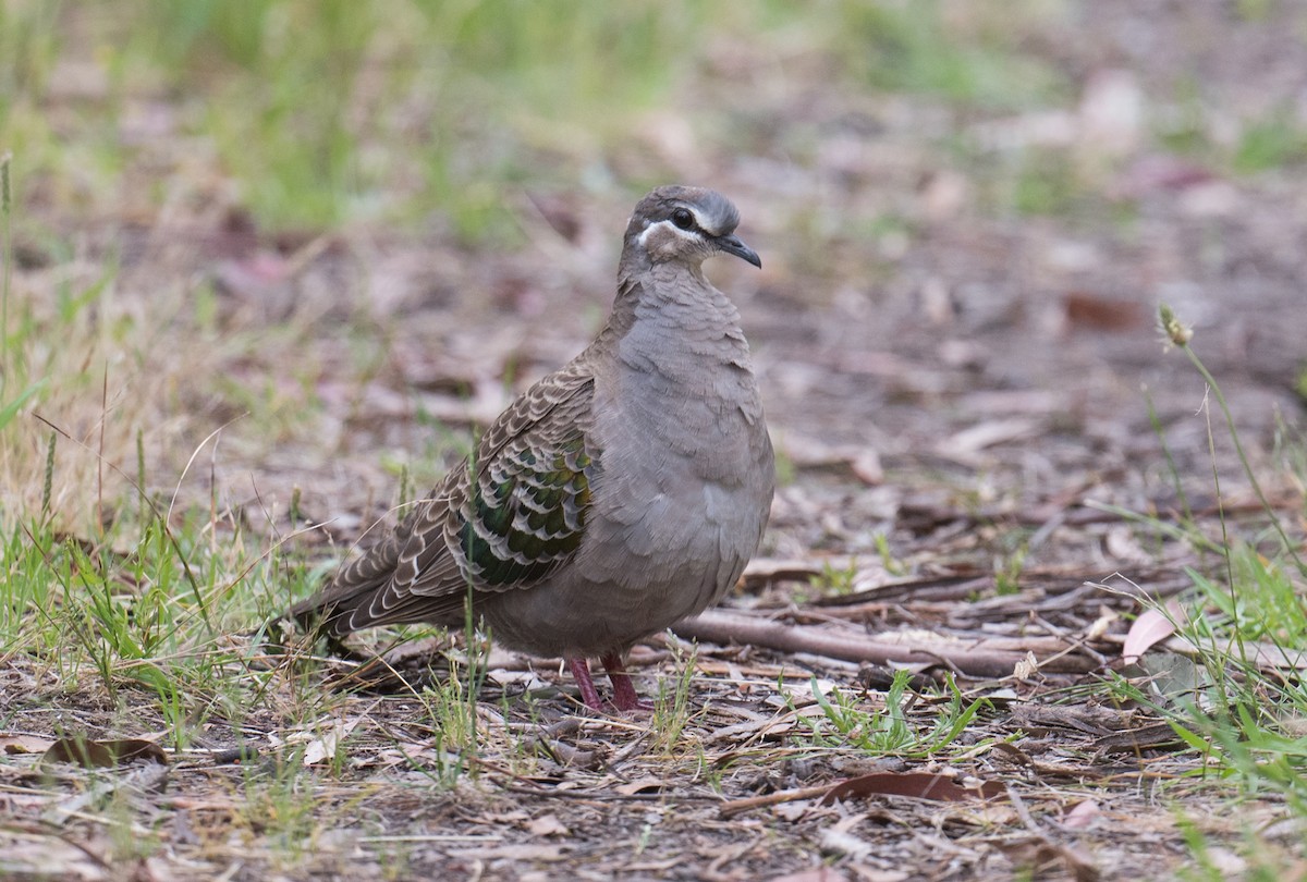 holub bronzovokřídlý - ML647007993