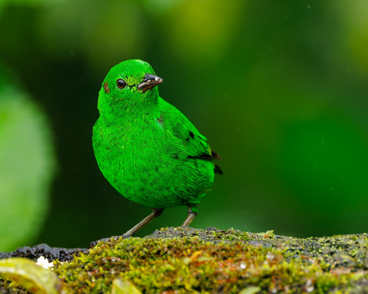 Glistening-green Tanager - ML647007994