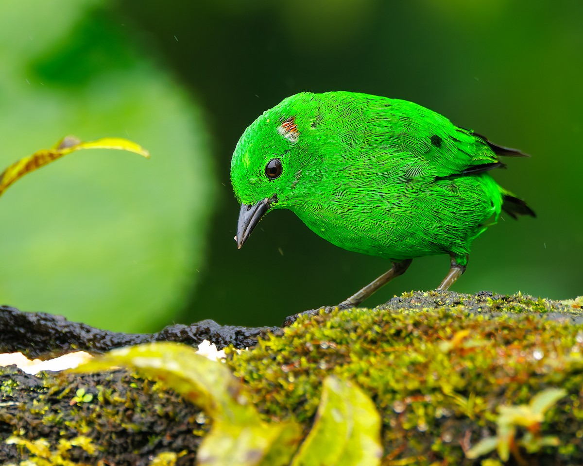 Glistening-green Tanager - ML647007995