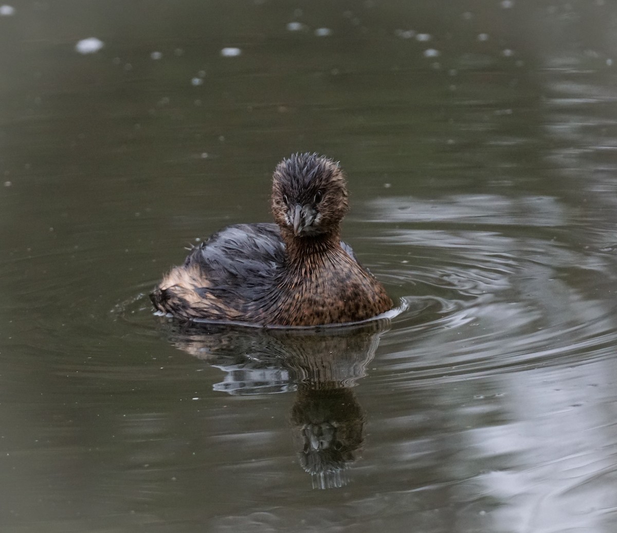 potápka americká - ML647007996