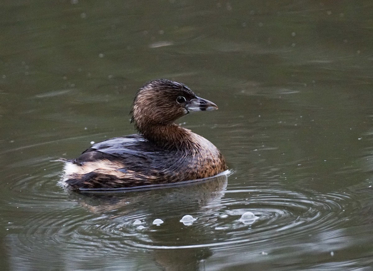 potápka americká - ML647007997