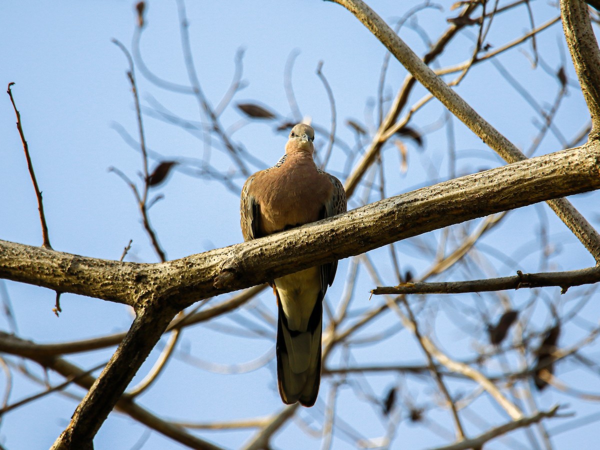 hrdlička kropenatá - ML647007998