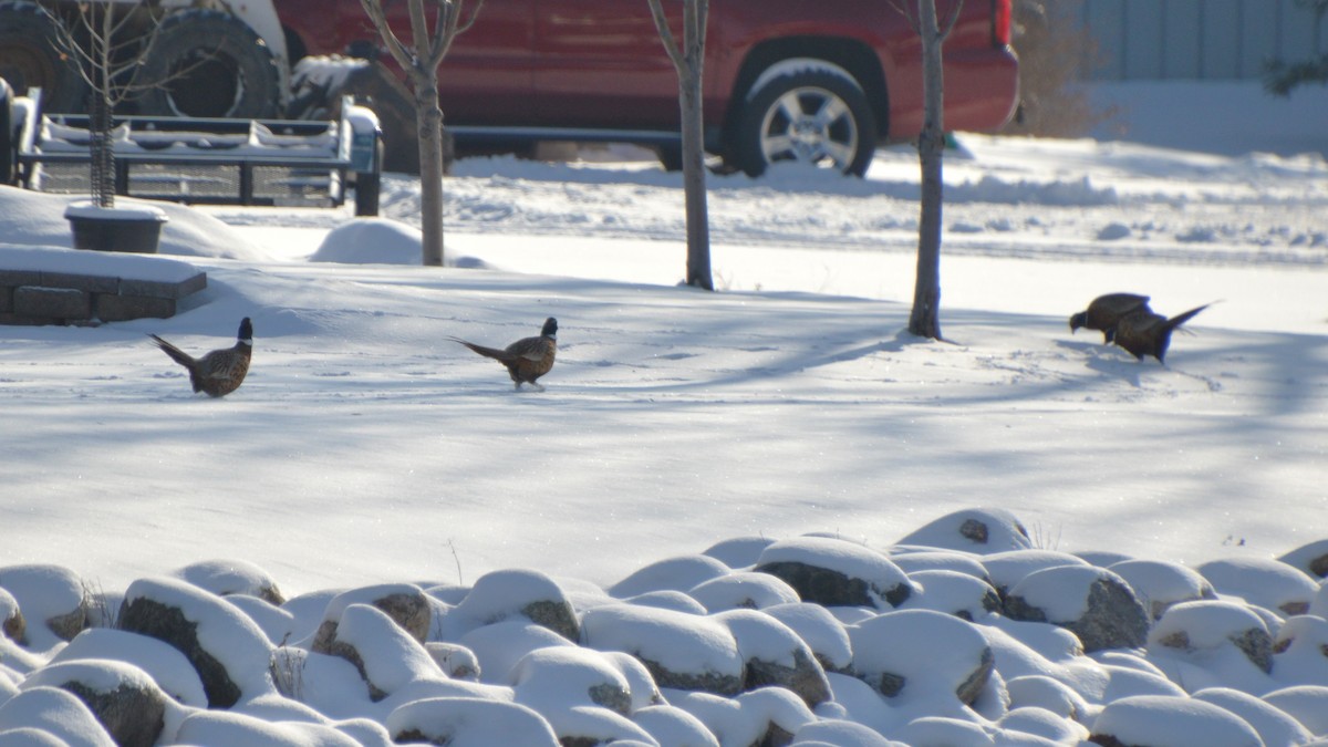 bažant obecný - ML647007999