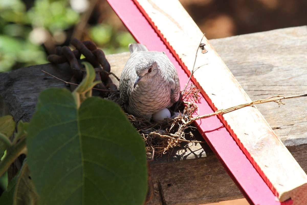 holoubek šupinkový - ML647008000