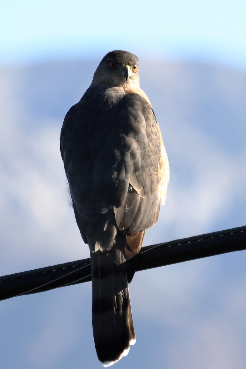 jestřáb americký - ML647008002