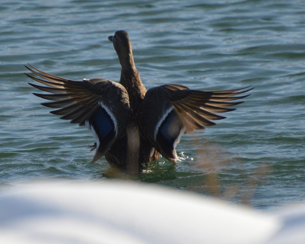 kachna divoká - ML647008003