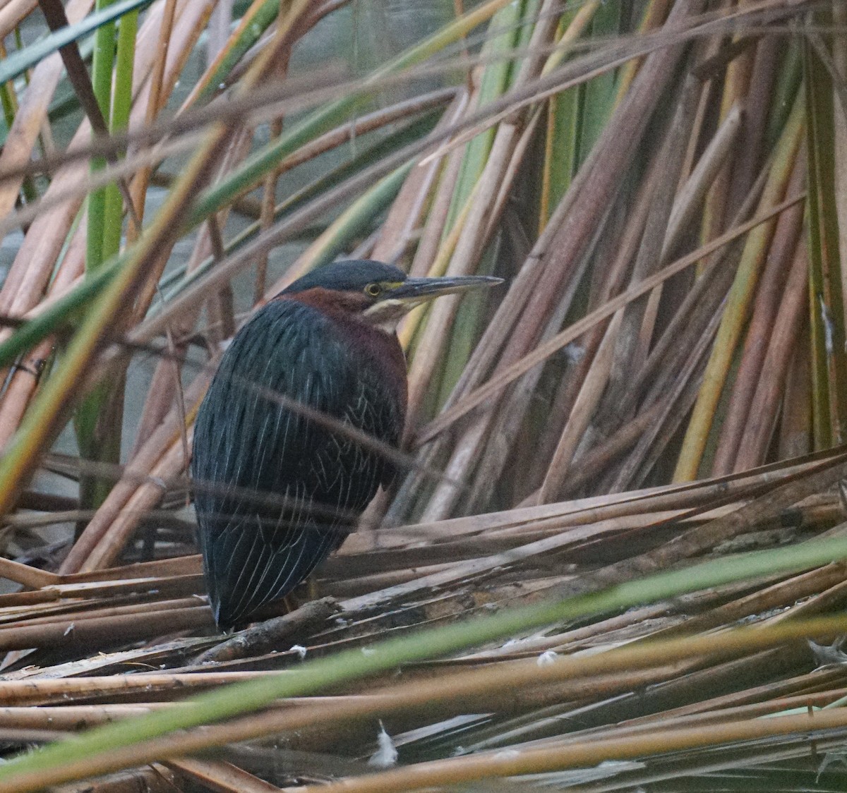 volavka zelenavá - ML647008004