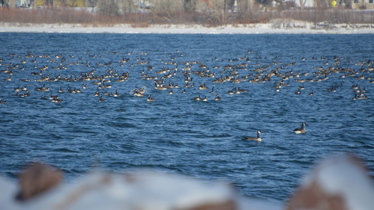 Казарка канадська - ML647008006