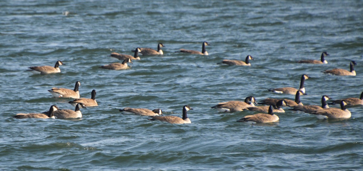 Казарка канадська - ML647008008