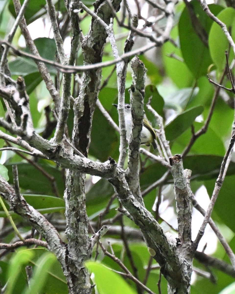 Short-tailed Pygmy-Tyrant - ML647008016