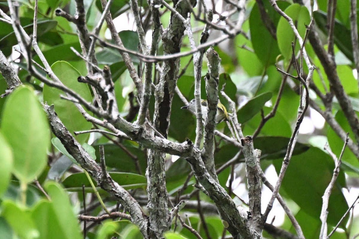 Short-tailed Pygmy-Tyrant - ML647008017