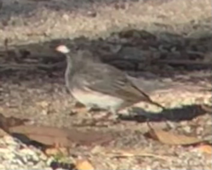 Dark-eyed Junco (Slate-colored) - ML647008018
