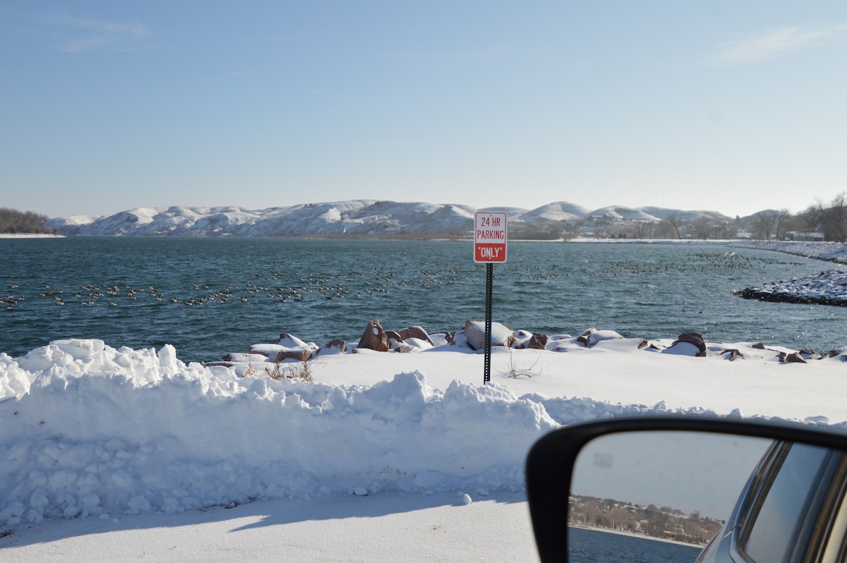 Казарка канадська - ML647008019